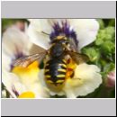 Anthidium manicatum - Grosse Wollbiene w16a 10mm.jpg